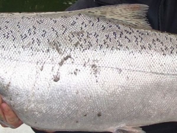 Estados Unidos. Alaska