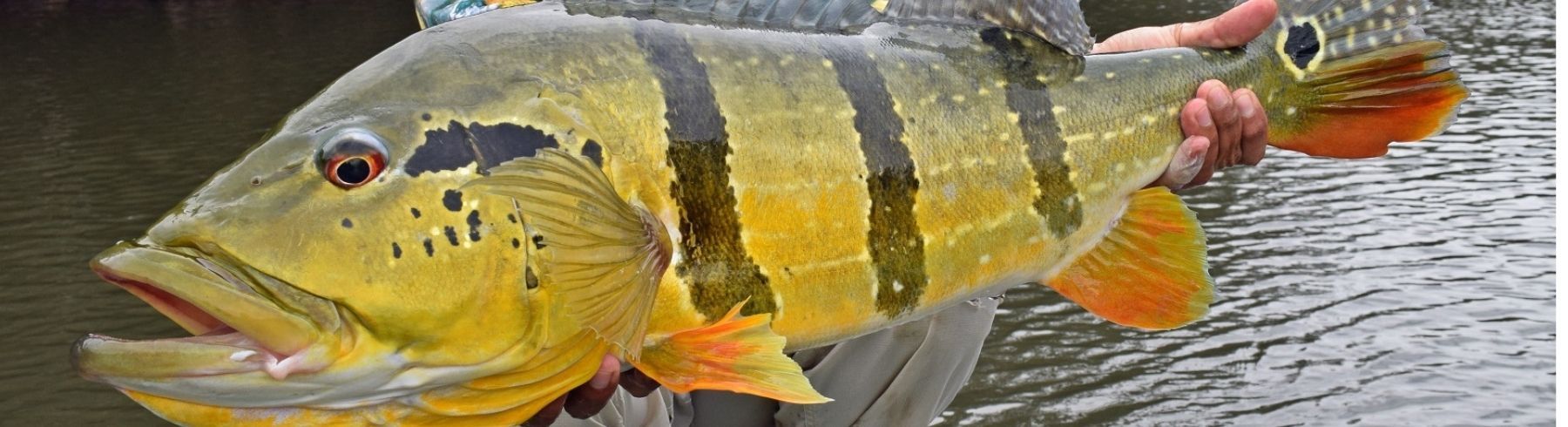 Colombia-Amazonas
