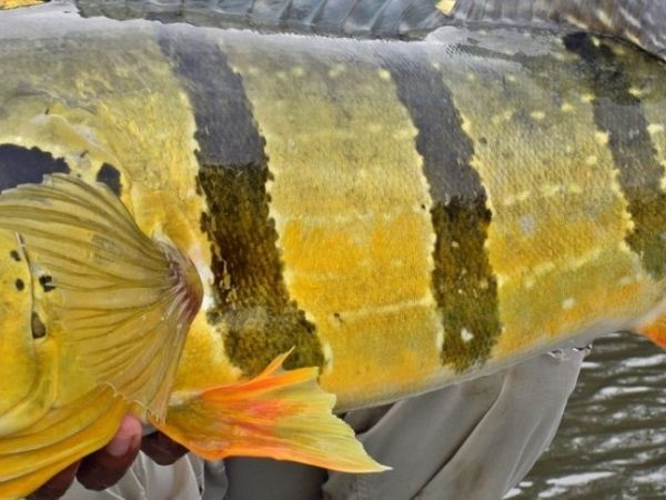Colombia-Amazonas