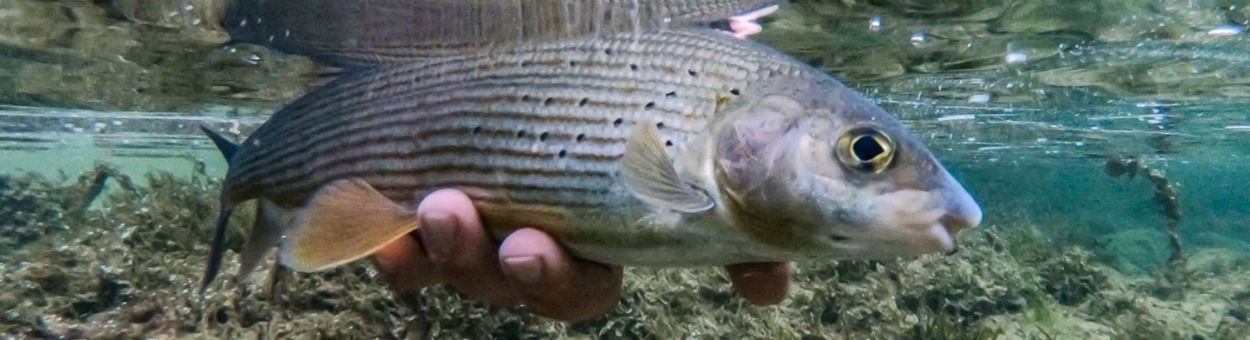 Austria Río Ybbs